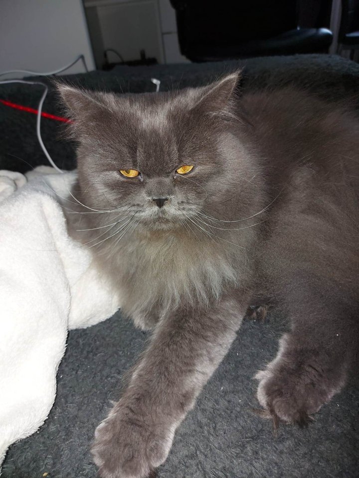 Einjähriger BLH (Highlander) Kater - Katzen - Aachen