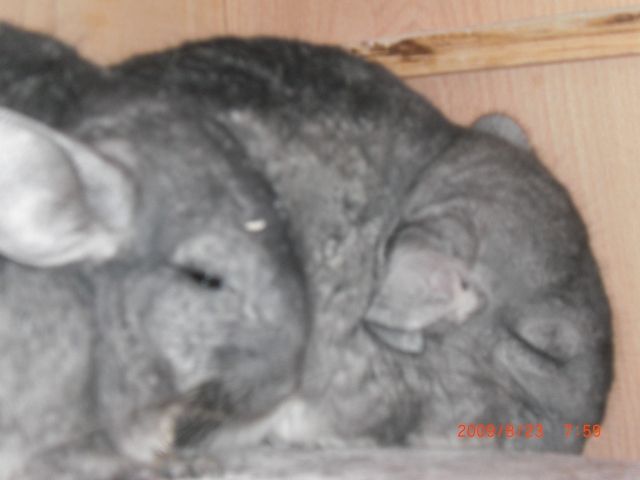 2 Chinchilla Weibchen zu Verkaufen - Sonst Nagetiere - Schalksmühle