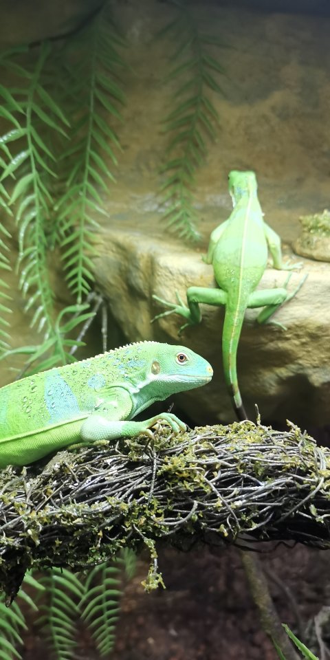 Fidschi Leguane Brachylophus fasciatus - Reptilien - Frankenthal
