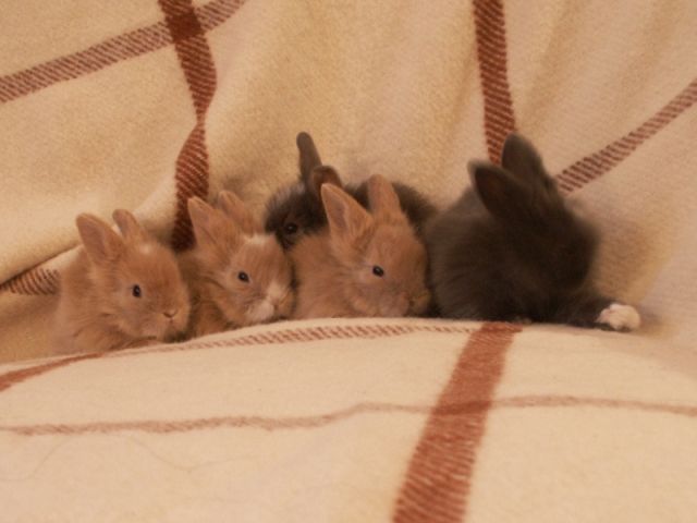 LöwenköpfchenTeddyzwerg Kaninchenbabies m u w abzugeben MIT BLAUEN