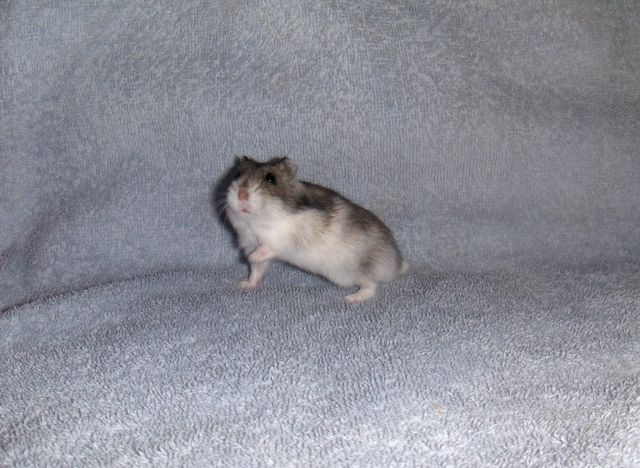 Hamster verschiedene Rassen - Hamster - 