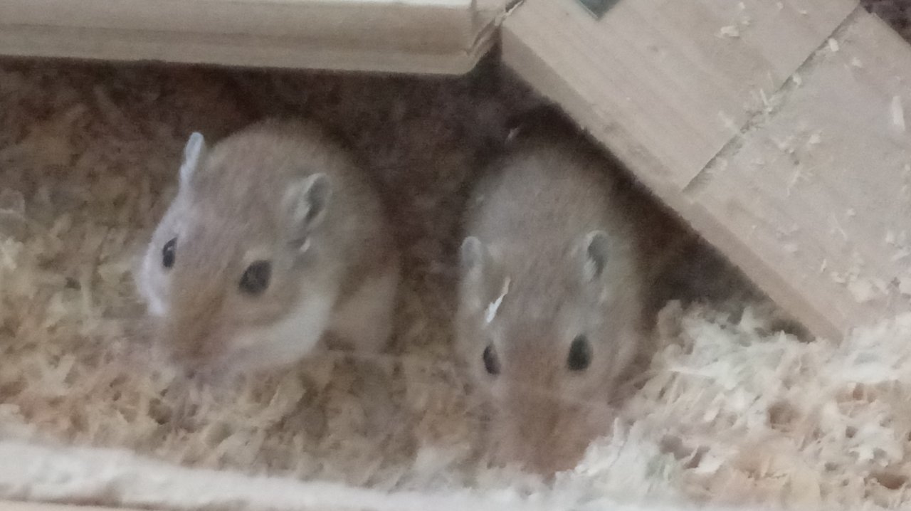 Junge Rennmäuse günstig abzugeben - Nagetiere - Köln