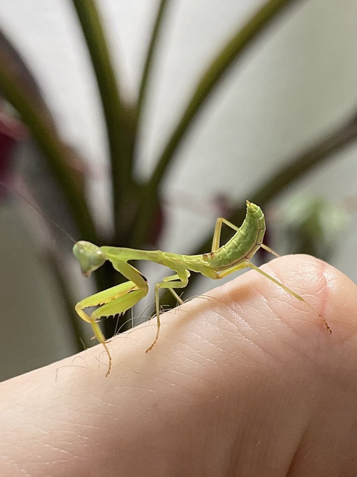 Hierodula majuscula - Insekten - Essen