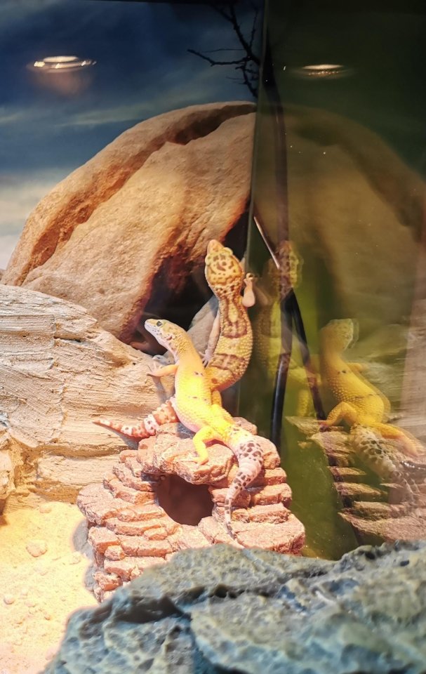 2 Leopardgeckos (weiblich) inklusive Terrarium - Reptilien - Elxleben