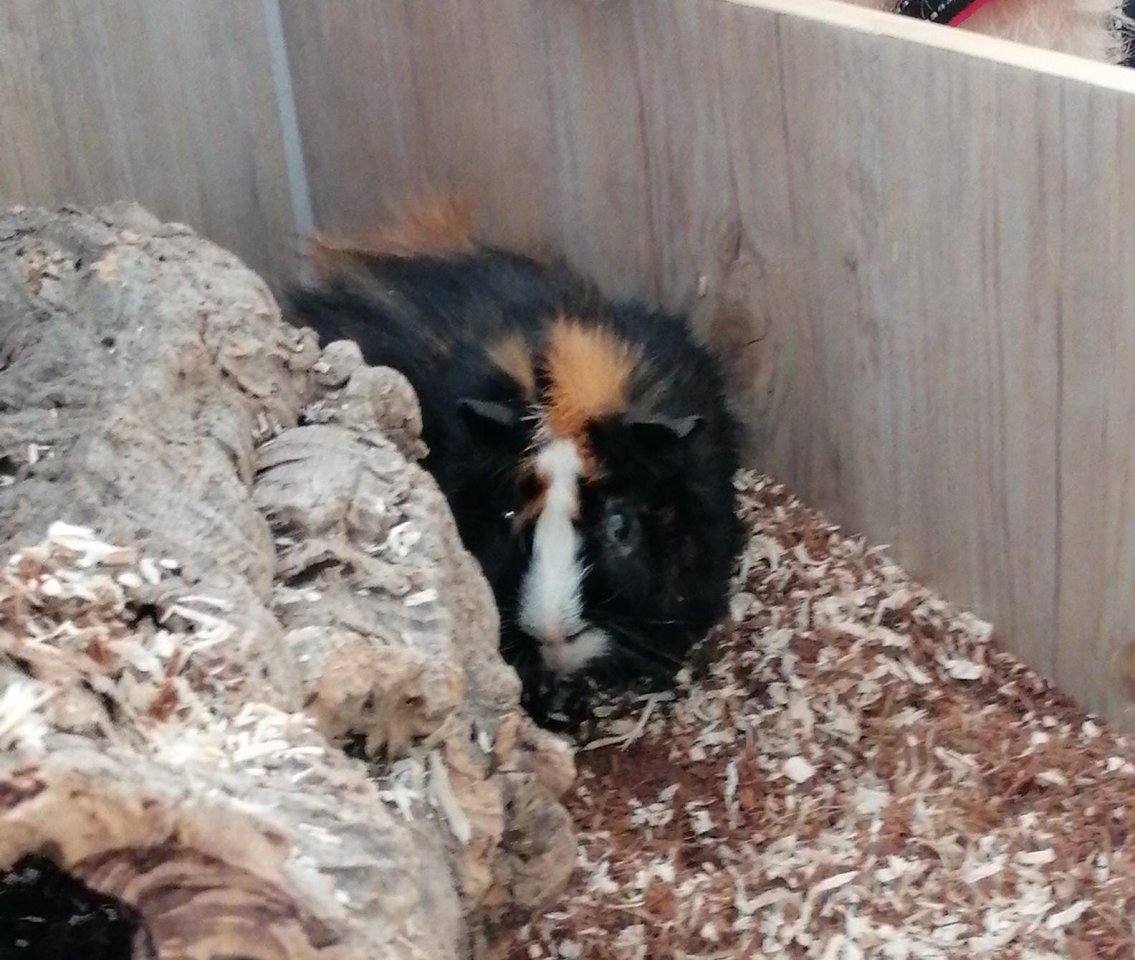 Jungtiere Meerschweinchen - Nagetiere - Halle Saale