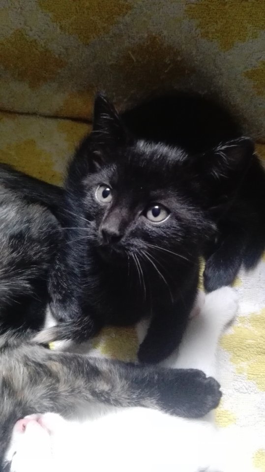 ...sechs süße kitten Suchen.... - Katzen - Trier