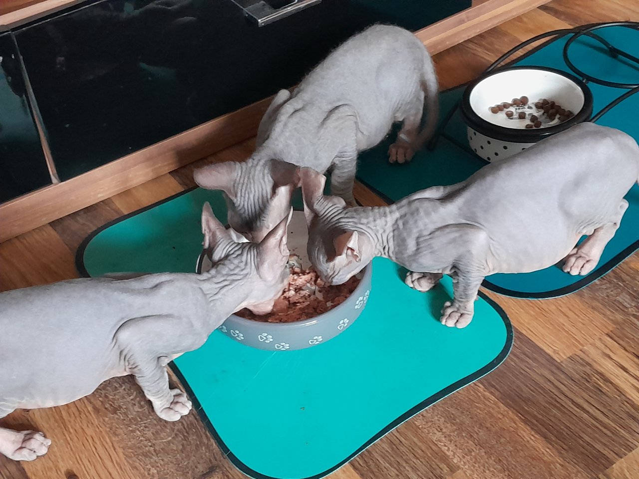 Don Sphynx Kitten abgabebereit - Katzen - Trier