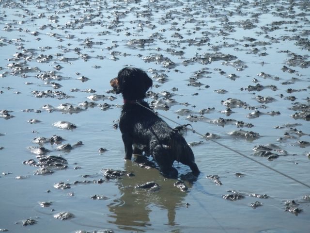 3jähriges supertolles schwarzrotes langhaardackelmädchen