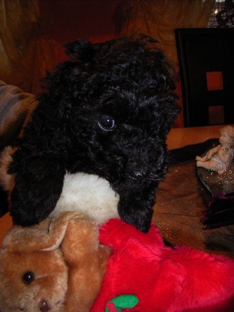 Toy-Pudel-Hundin - Hunde - Werneck