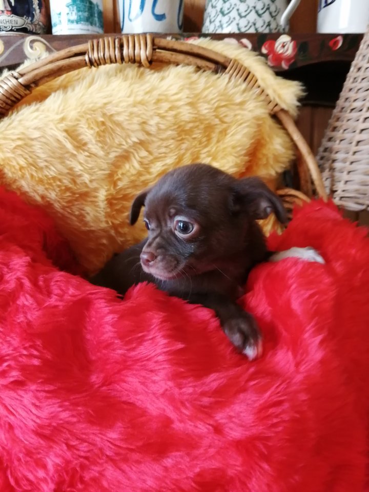 Süße Chihuahua-Welpen - Hunde - Pfarrkirchen