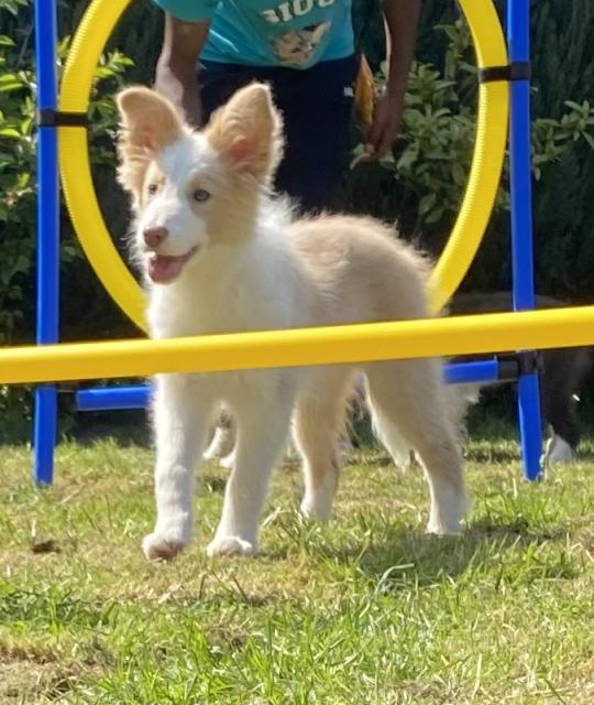 Border Collie Welpe mit Papieren - Hunde - Plettenberg-Pasel