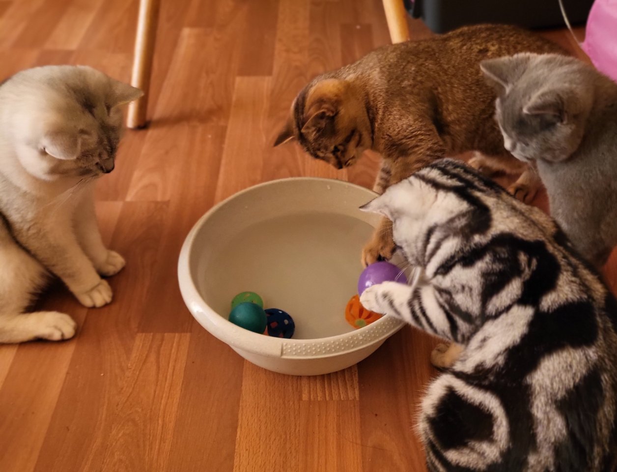 Bkh Kitten suchen ein neues Zuhause - Katzen - Horneburg