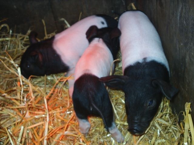 Sattelschwein/ Landrasse - Sonstige Nutztiere - Oebisfelde