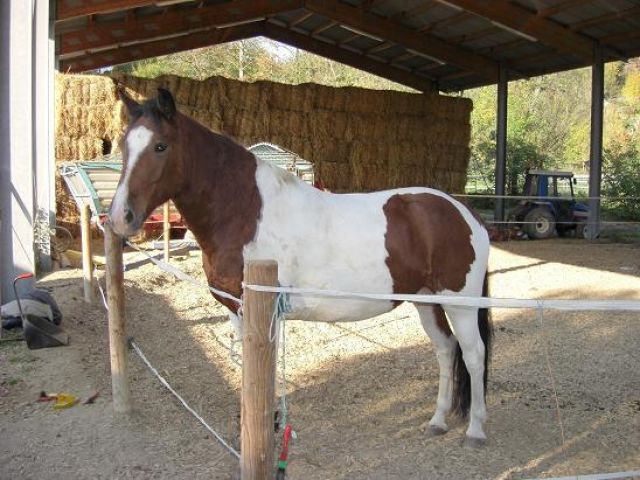 Biete Reitbeteiligung auf Schickem Schecke - Reitbeteiligung - Ditzingen 