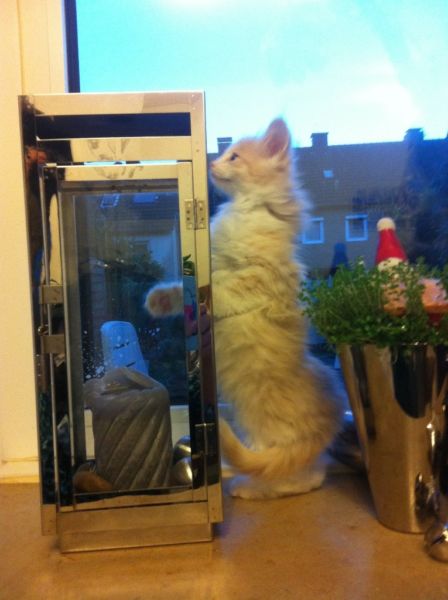 Norwegische Waldkatzen Babys mit viel Fell,Lixpinsel,in tollen Farben ! - Katzen - Essen