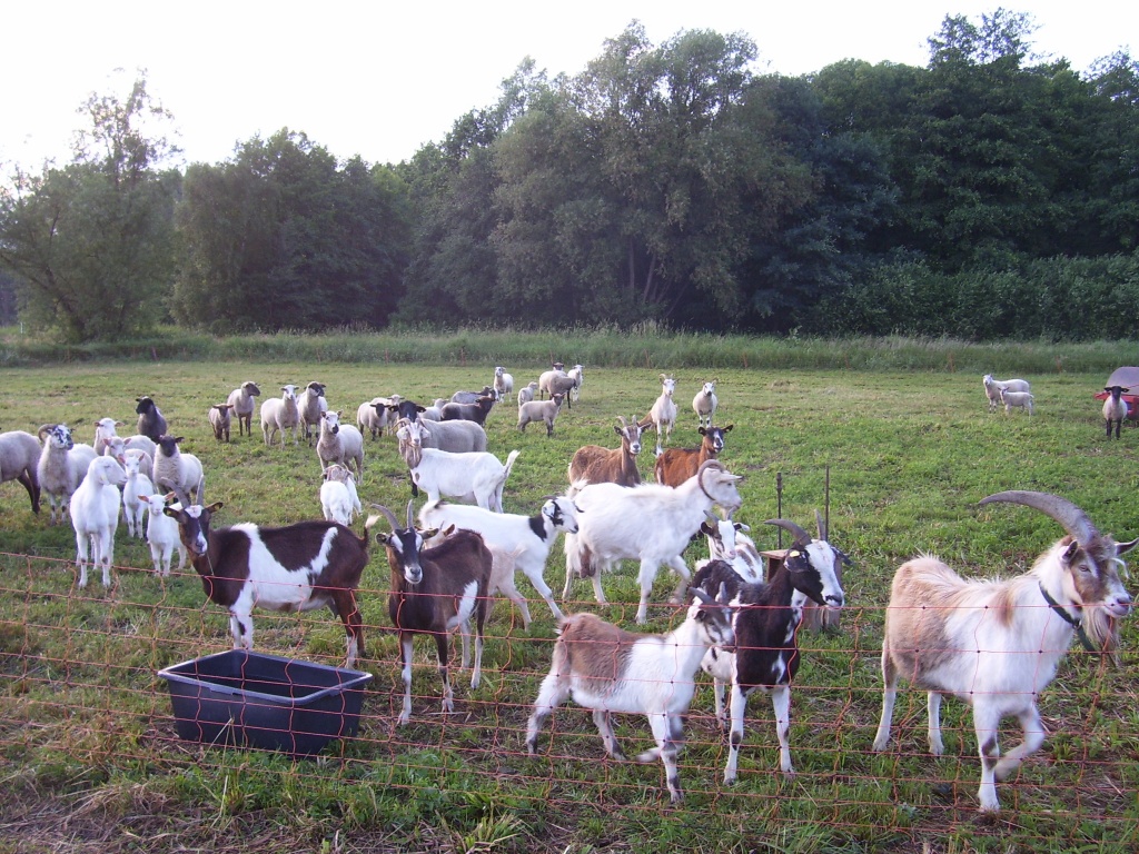 Ziegen aus Bunter Herde zu verkaufen - Nutztiere - Edemissen