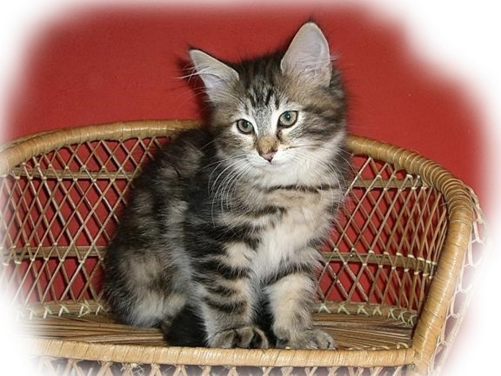Norwegische Waldkatzenbabys - Katzen - Steinhagen