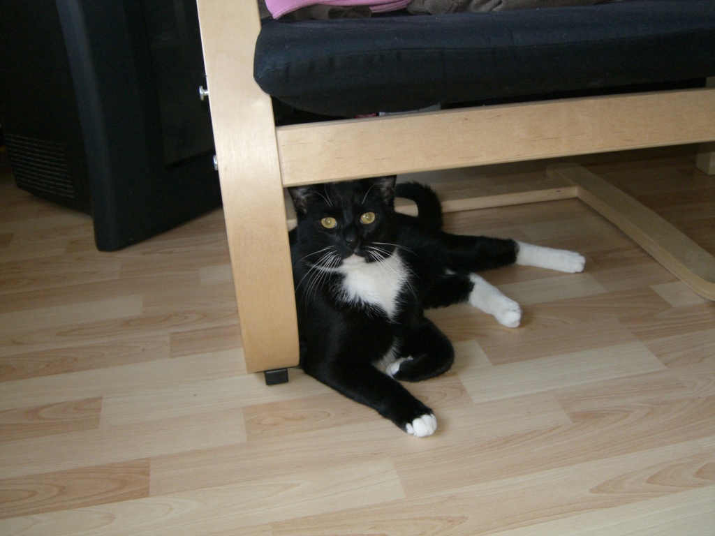 Kleiner schwarzer kater sucht neue liebevolle familie - Fische - Bielefeld