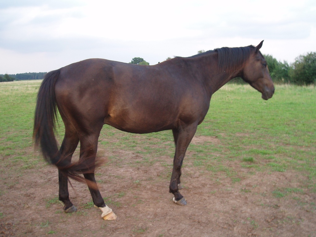 Wunderschöne artige Pferde, Trakehner rappen und Quarter-Horse - Pferde - Schwarmstedt