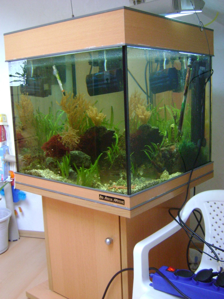 Meerwasseraquarium - Fische - Schmallenberg