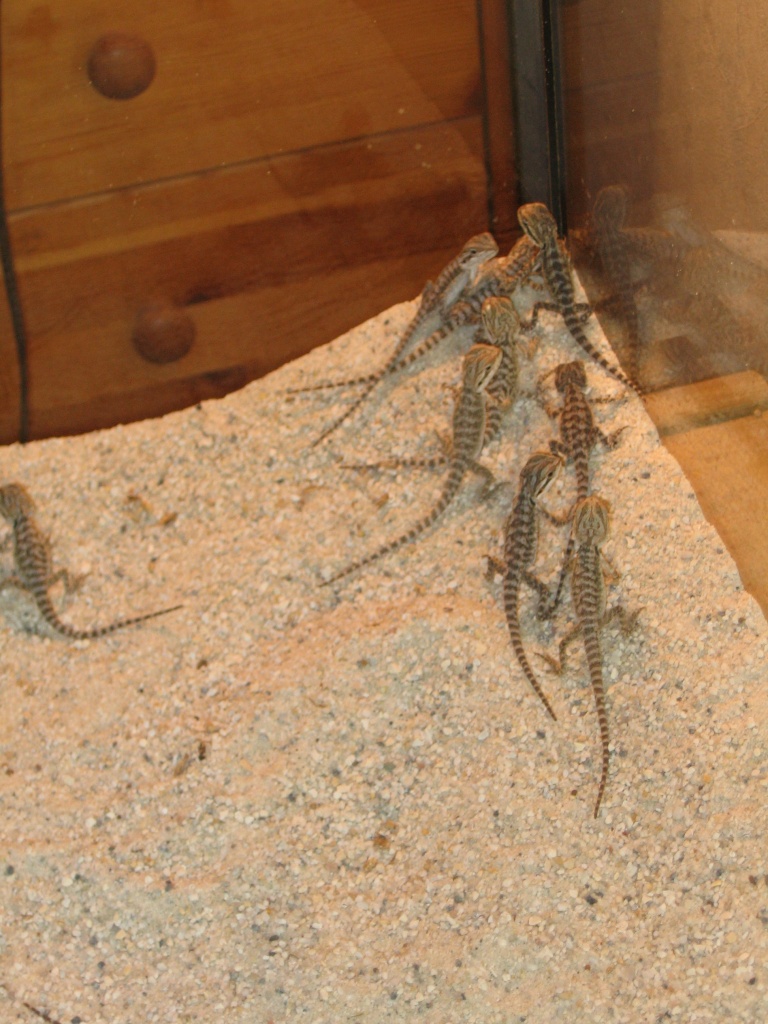 Bartagame (pogona vitticeps) + Grüne Wasseragamen - Reptilien - Ganderkesee