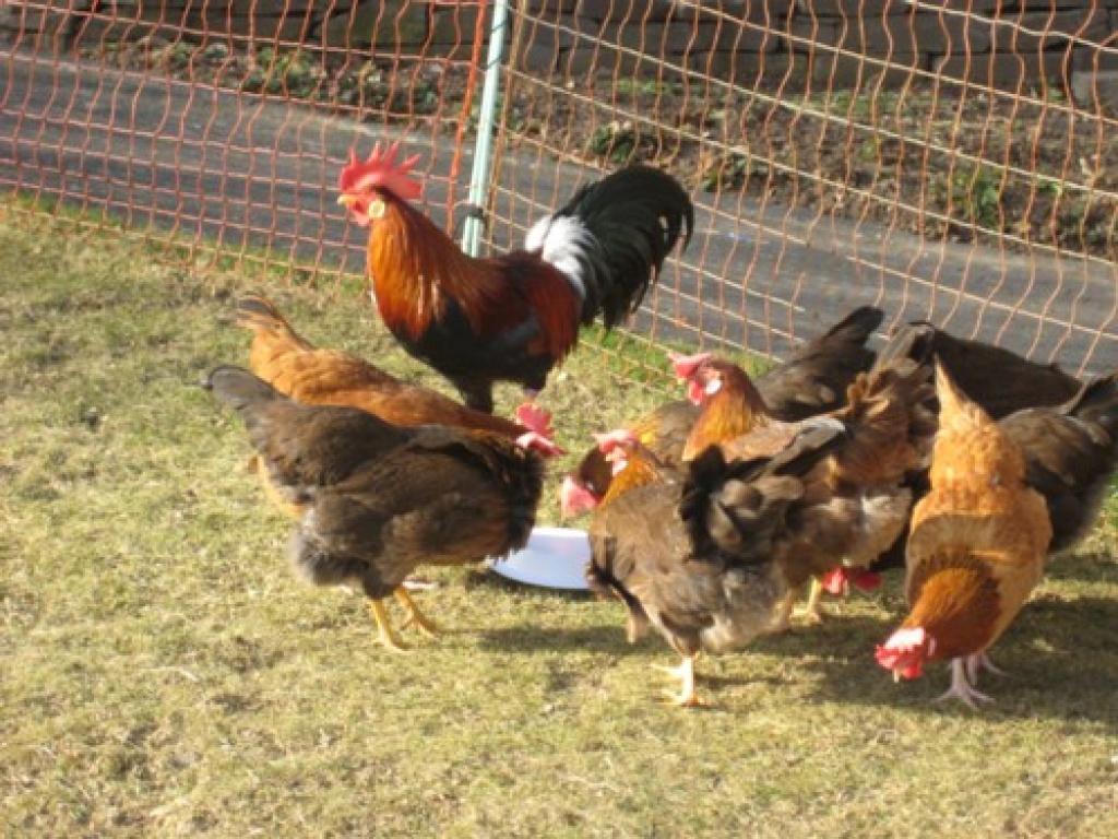 Bruteier von rebhuhnfarbigen Italienern - Voegel - Hahn bei Marienberg