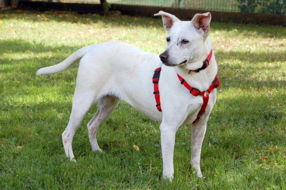CELINE - Labrador-Mix - 7 Jahre - Tierhilfe-Franken e.V. - Hunde - Lauf an der Pegnitz