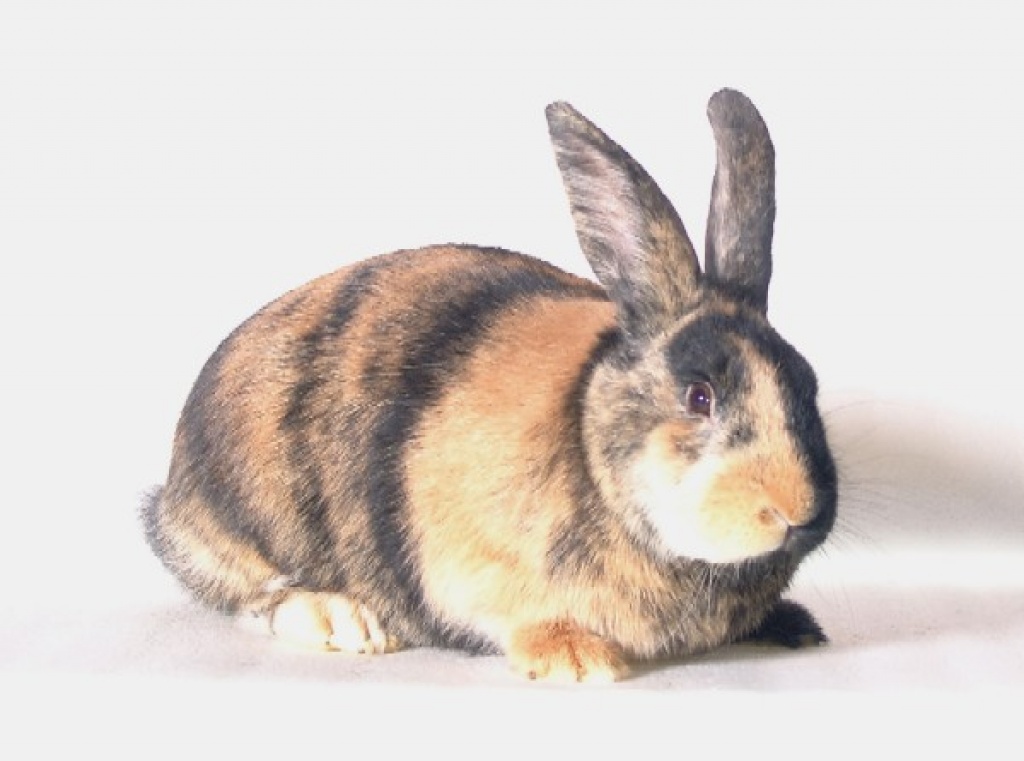 Salatspender gesucht - Nagetiere - Arnsberg