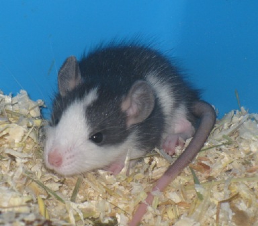 Rattenbabys - Nagetiere - Sachsenheim