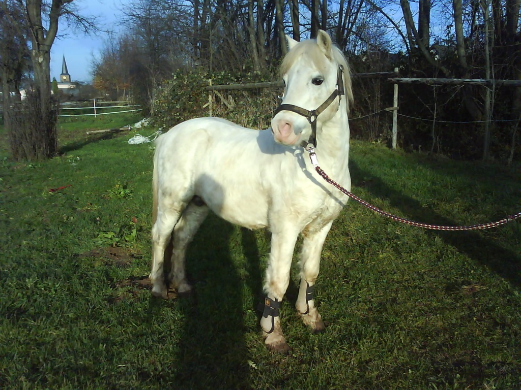 Deckhengst Erlenbusch baner boch - Pferde - Euskirchen