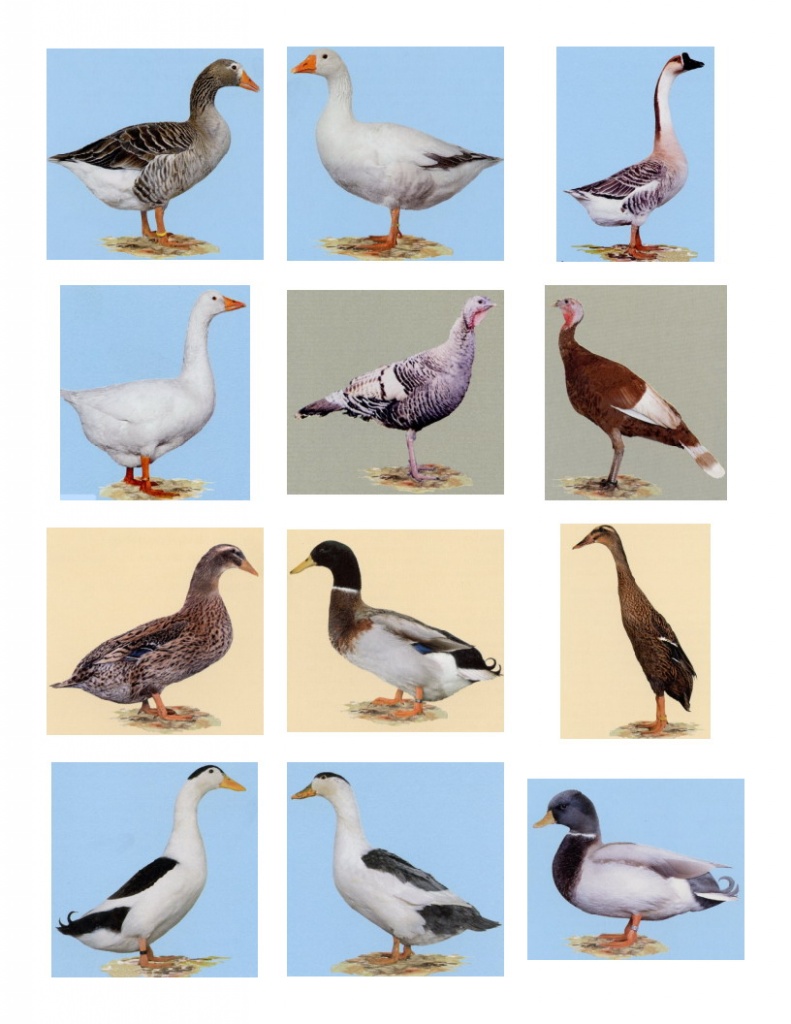 Rouen Clair Enten, Altrheiner Elsterenten - Nutztiere - Güssefeld