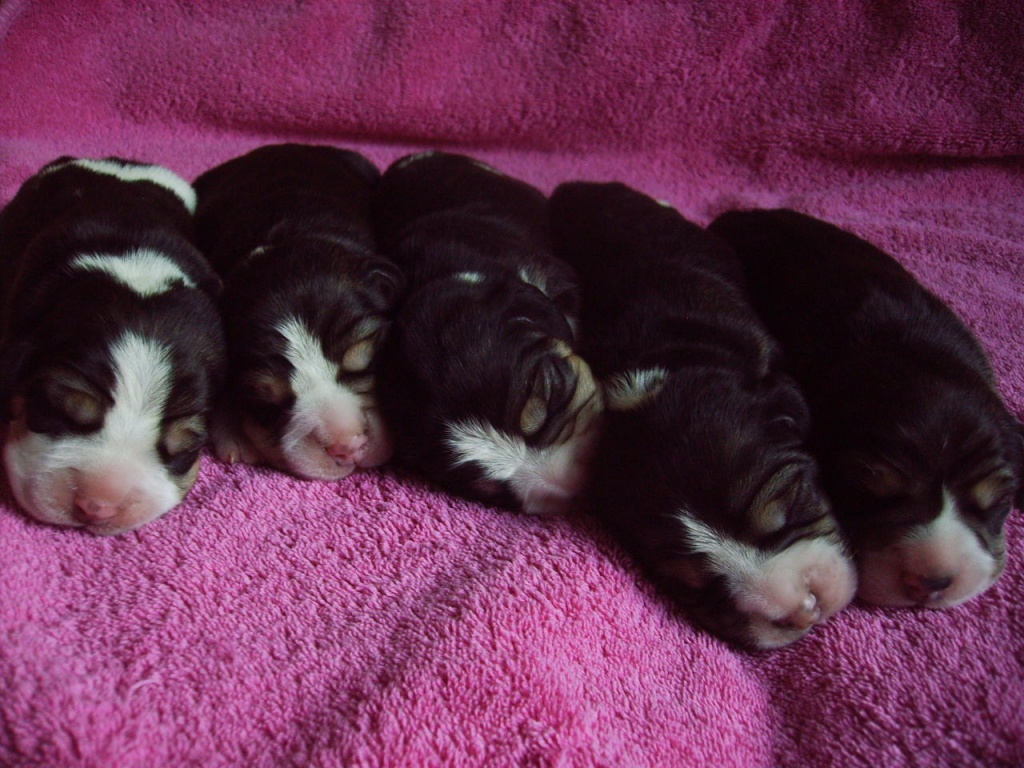 Hübsche Beaglewelpen - Hunde - Bochum