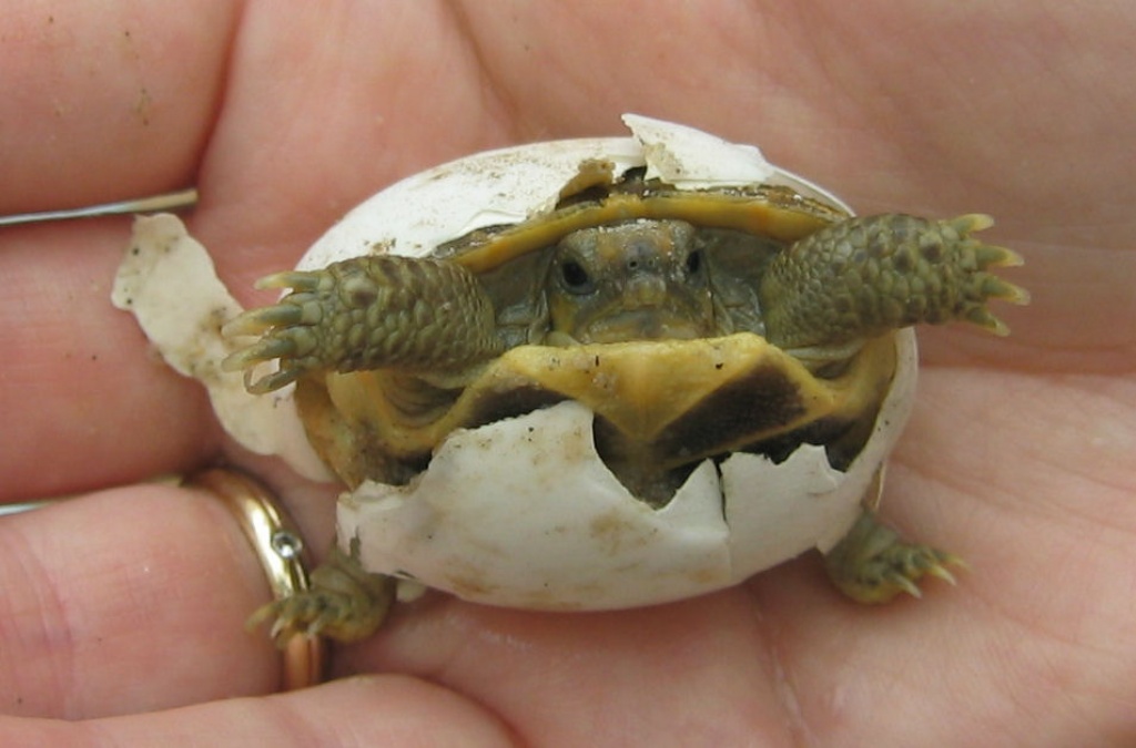 Testudo horsfieldii / Landschildkröten abzugeben - Reptilien - Lichtenstein