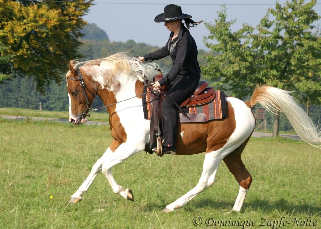 Araber Pinto Deckhengst 93% AV Anteil, Fuchsschecke - Pferde - Bad Driburg