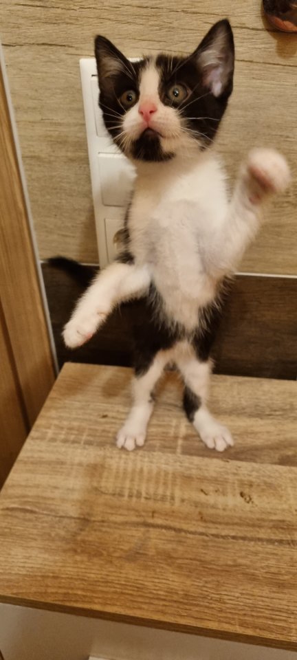 Katzenbabys ab Mitte September abzugeben - Katzen - Wächtersbach