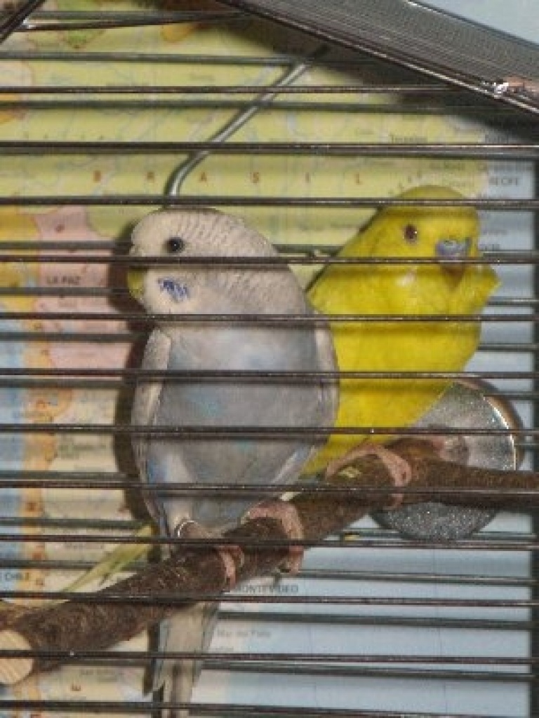 Wellensittich Pärchen - Voegel - Hamburg