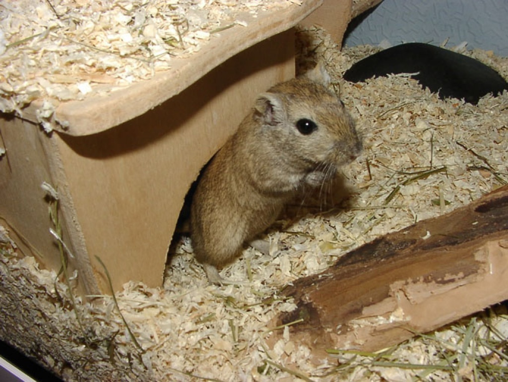 Rennmausweibchen (17 Wochen) abzugeben, NRW (aber auch weiter) - Nagetiere - Ahlen