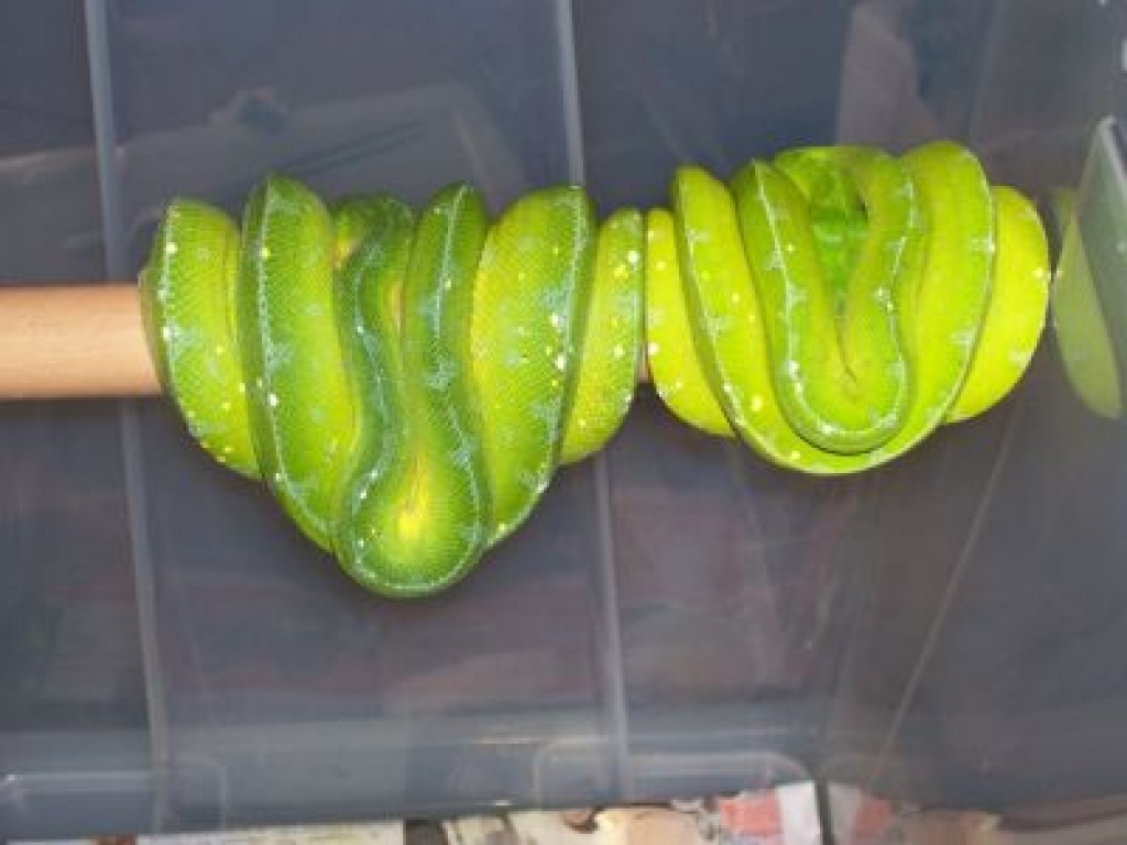 Baumpythen Abzugeben 1,0 sowie 0,1 Adult - Reptilien - Kassel