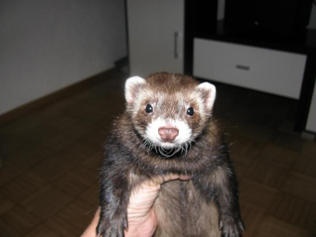 Frettchen 1 Rüde geimpft und 1 Fähe kastriert u. geimpft - Nagetiere - Kitzingen