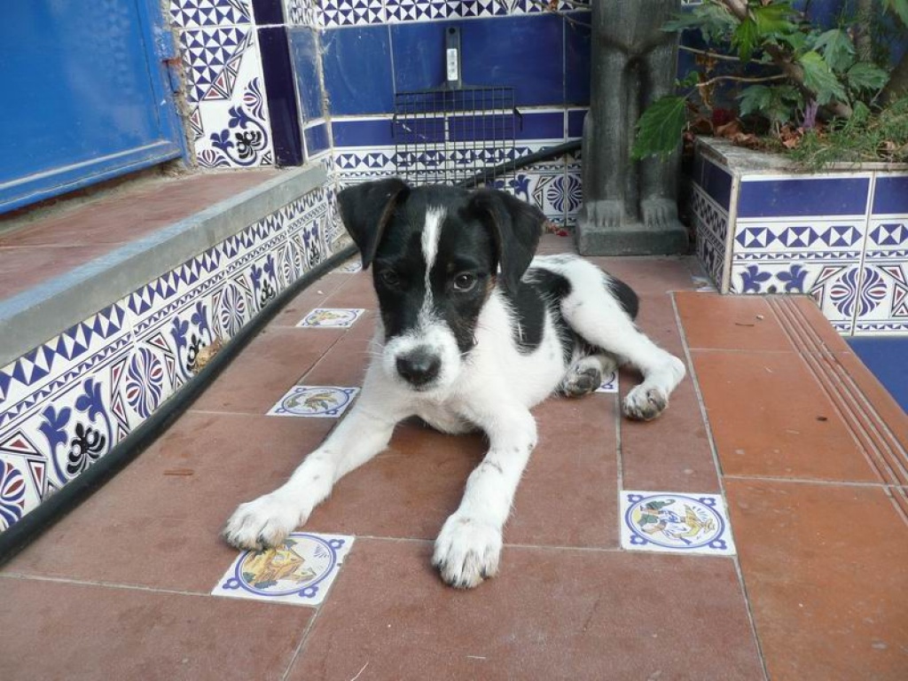 Flugpaten gesucht - Flugpaten - Salobreña