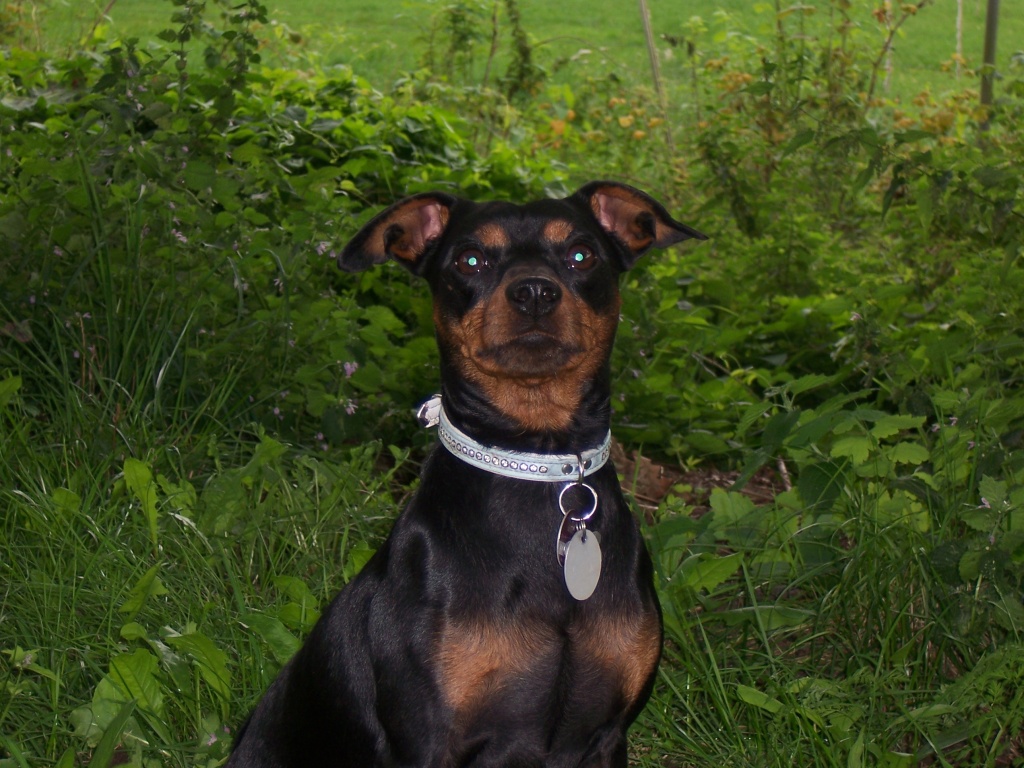 Charmanter Rüde sucht Hündin zum Decken - Hunde - berlin (Umgebung)
