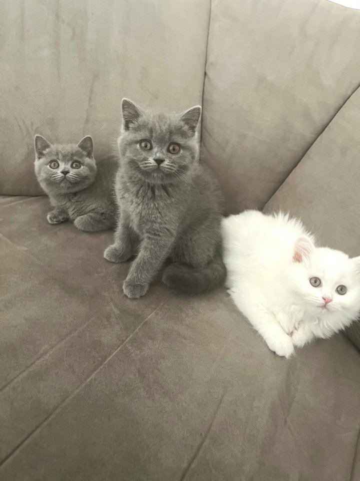 Britisch Kurzhaar (BKH) Kater - Katzen - Sulzfeld