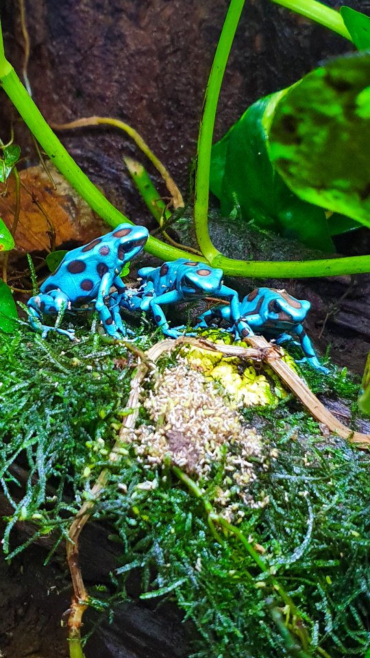 Diverse Nachzuchten verschiedener Dendrobaten Dendrobates Pfeilgiftfrösche Frösc - Amphibien - Goldbach