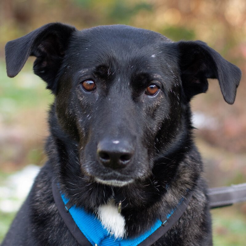 ONYX - männlich 4 Jahre 60 cm 39 kg Mix Gechipt Kastriert - Hunde - Lauf an der Pegnitz