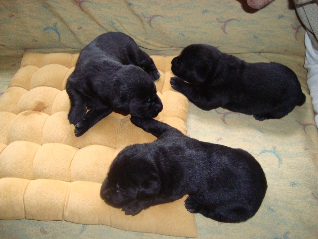 Reinrassige, schwarze Labradorwelpen zu verkaufen - Hunde - Außernzell