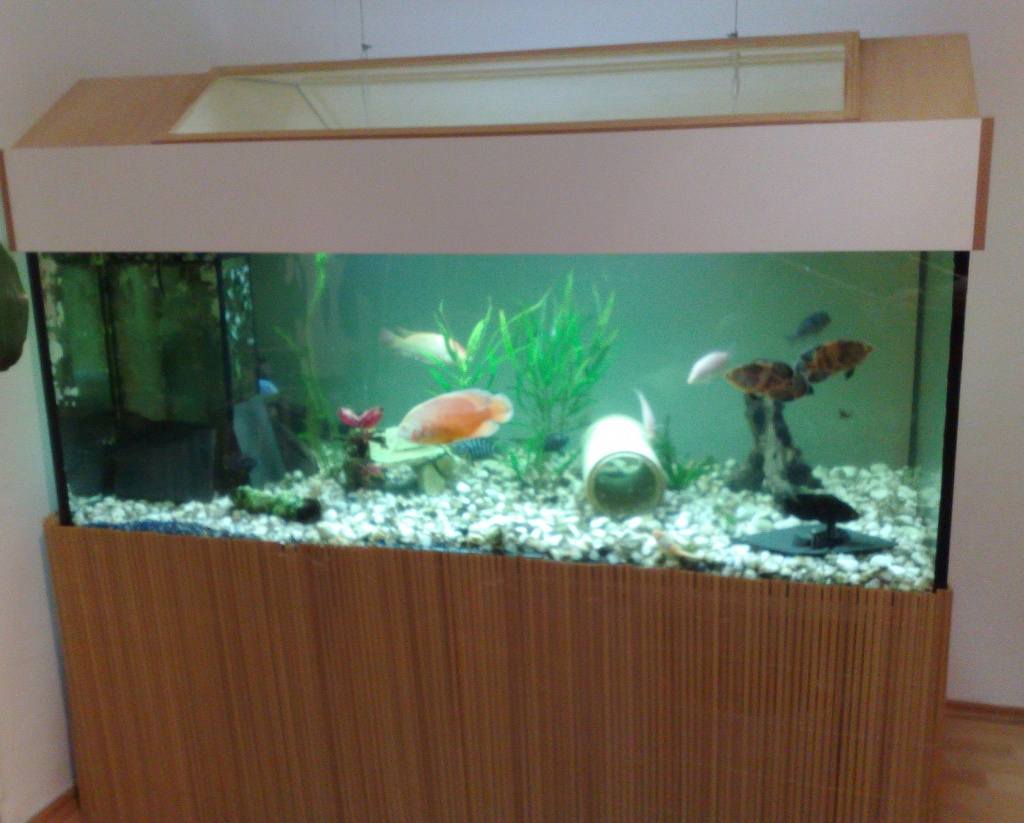 Sehr schönes Aquarium zu verkaufen! 160cm x 80cm x 60cm - Fische - Burg Stargard