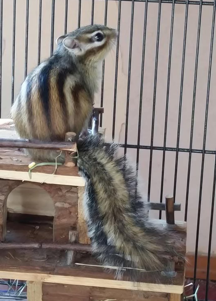Suche Streifenhörnchen Weibchen - Nagetiere - Frankfurt