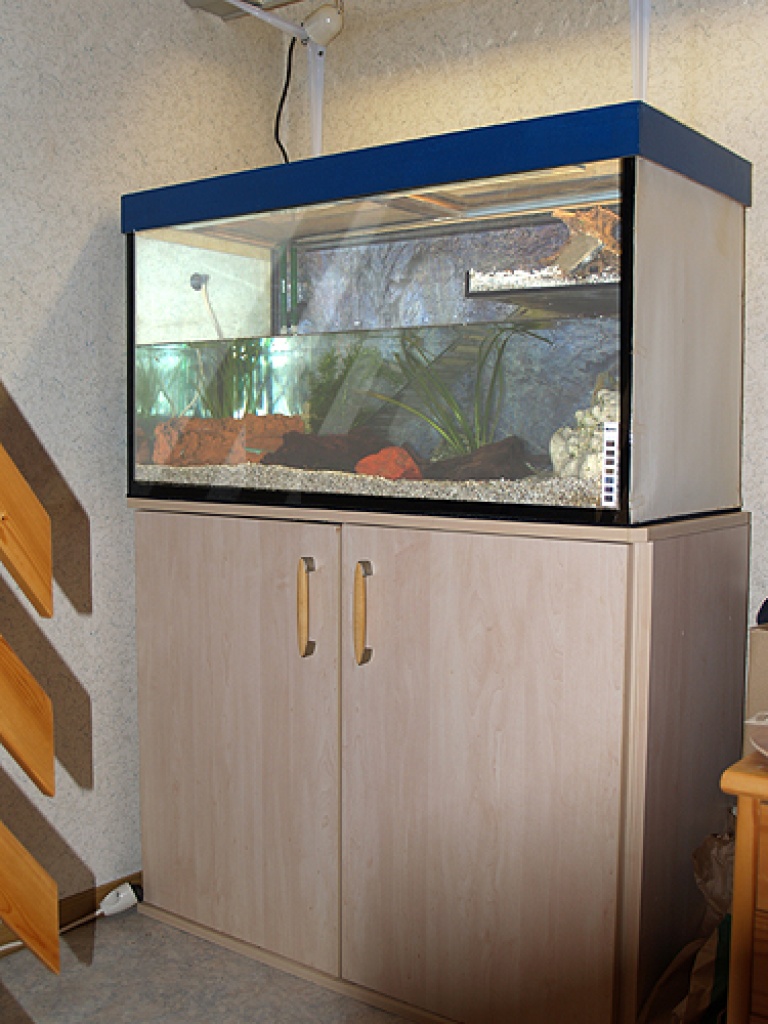 Wegen Platzmangel komplettes Aquaterrarium mit Molchen zu verkaufel - Amphibien - Bad Salzuflen