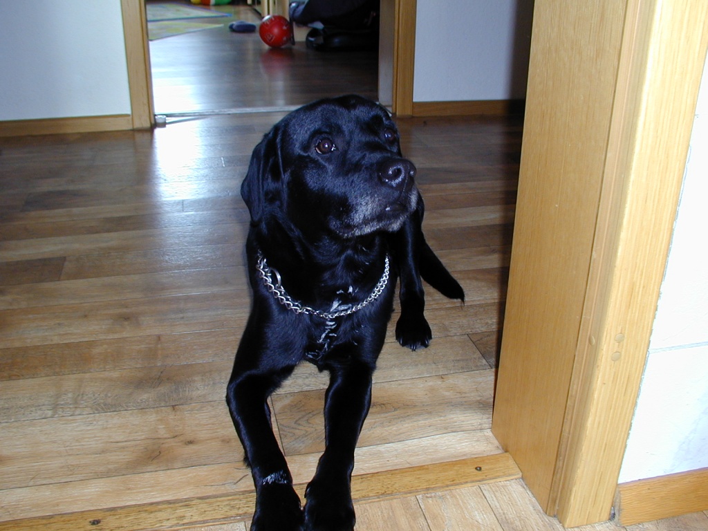 Labrador 4 Jahre alt, schwarz in treue und fürsorgliche hände abzugeben - Hunde - Oberhausen