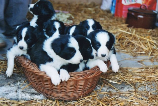 Süße Border-Collie-Welpen suchen neues Zuhause! - Hunde - Unterwellenborn